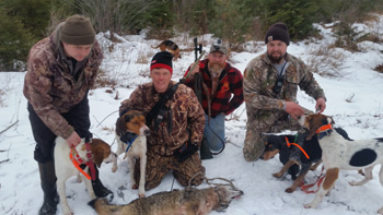 Coyote Hunting w Hounds