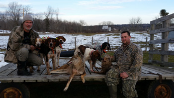 Coyote Hunting w Hounds